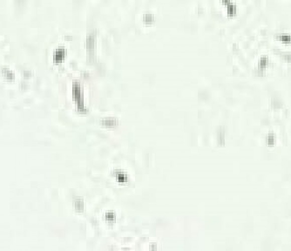 Кромка -3028                        Мрамор марквина белый 3000-32мм